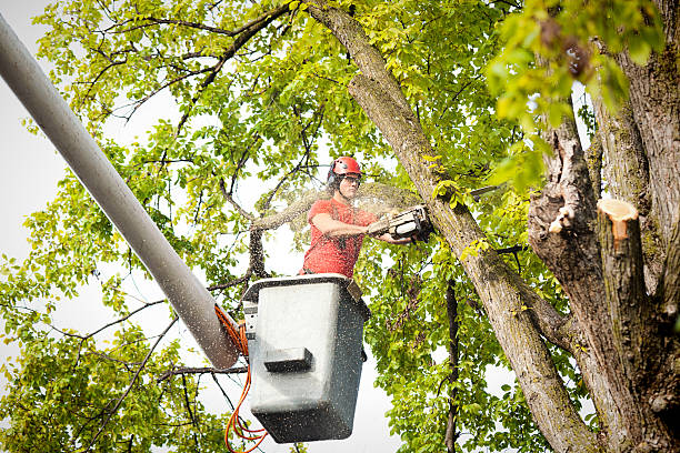 The Steps Involved in Our Tree Care Process in Checotah, OK